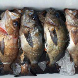 オーフリー 釣果