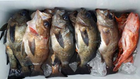 オーフリー 釣果