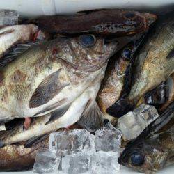 オーフリー 釣果