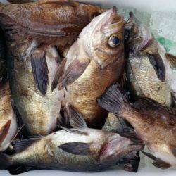 オーフリー 釣果