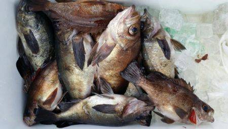 オーフリー 釣果