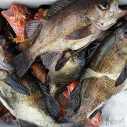 オーフリー 釣果