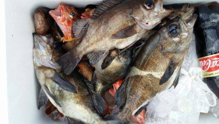 オーフリー 釣果