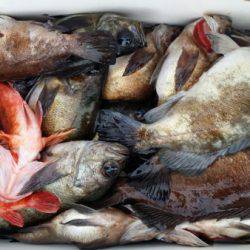 オーフリー 釣果