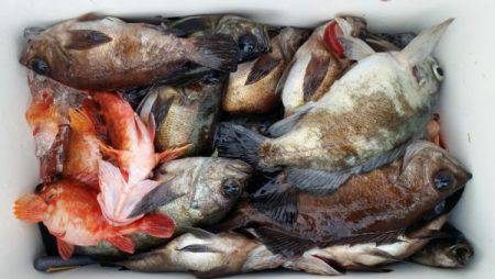 オーフリー 釣果