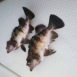 松本釣船2 釣果