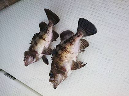 松本釣船2 釣果