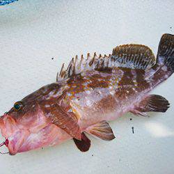 松本釣船2 釣果