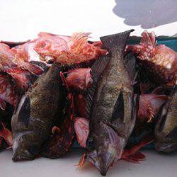 松本釣船2 釣果