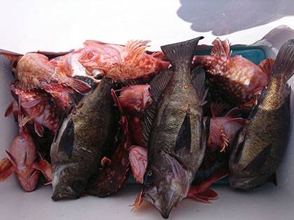 松本釣船2 釣果