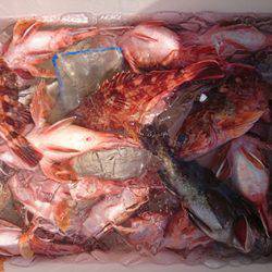 松本釣船2 釣果