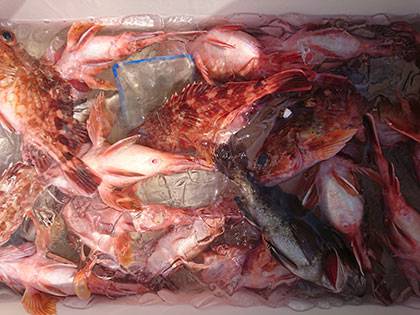 松本釣船2 釣果