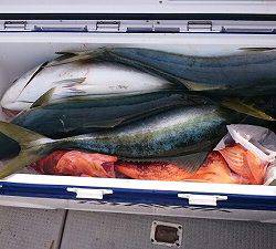 海龍丸（福岡） 釣果