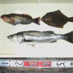 朝日丸 釣果