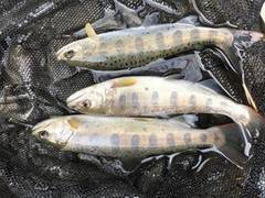 大井川（大井川(非)漁業協同組合） 釣果