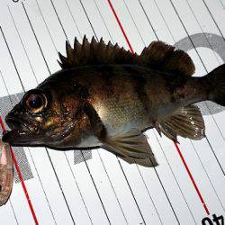 フルコンタクト 釣果