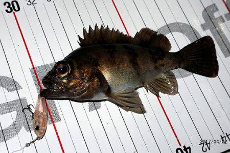 フルコンタクト 釣果