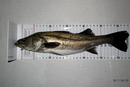 フルコンタクト 釣果