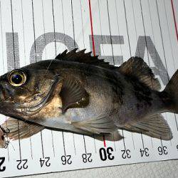 フルコンタクト 釣果