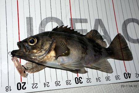 フルコンタクト 釣果