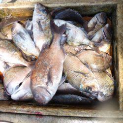 海釣り公園みかた 釣果