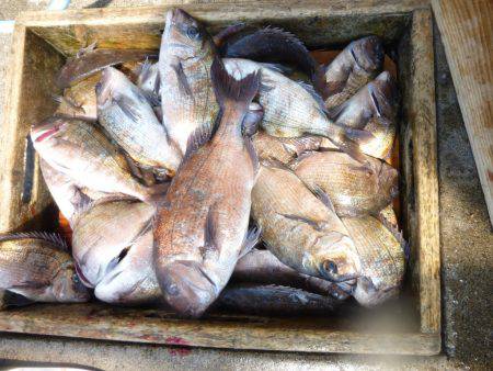 海釣り公園みかた 釣果