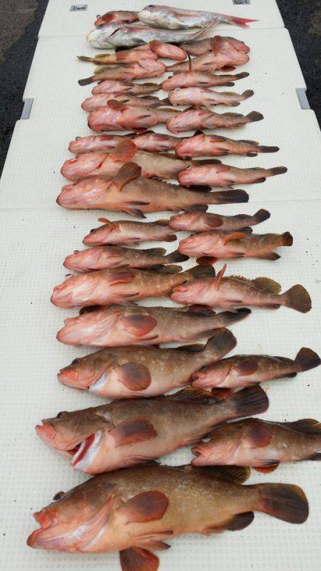 オーフリー 釣果