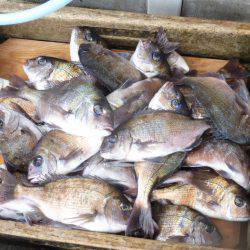海釣り公園みかた 釣果
