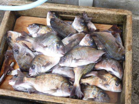 海釣り公園みかた 釣果