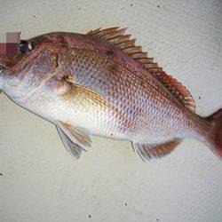 松本釣船2 釣果