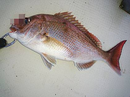 松本釣船2 釣果