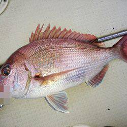 松本釣船2 釣果