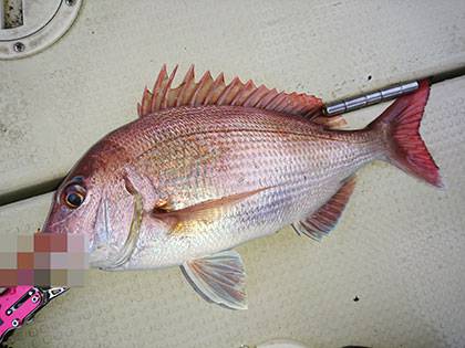 松本釣船2 釣果