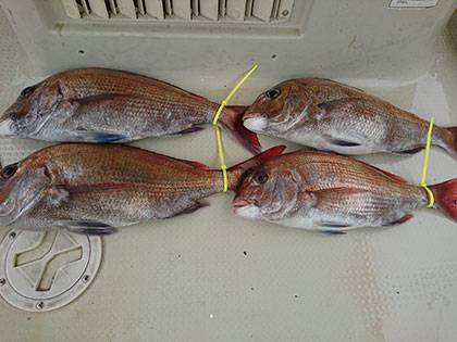 松本釣船2 釣果