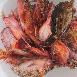 松本釣船2 釣果