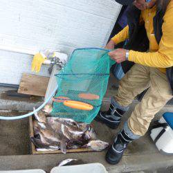 海釣り公園みかた 釣果