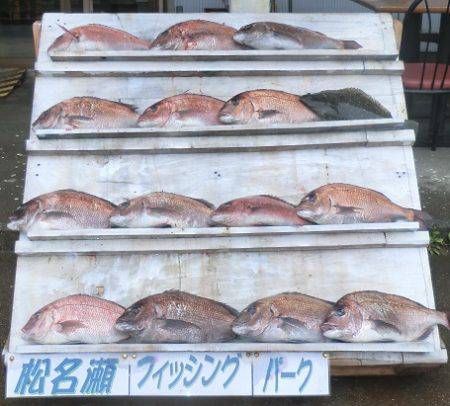 松名瀬フィッシングパーク 釣果