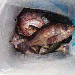 オーフリー 釣果