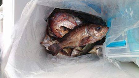 オーフリー 釣果