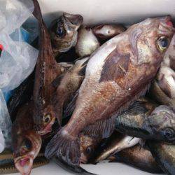 オーフリー 釣果