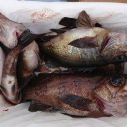 オーフリー 釣果