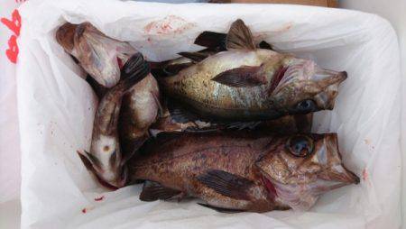 オーフリー 釣果