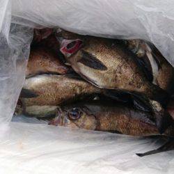 オーフリー 釣果