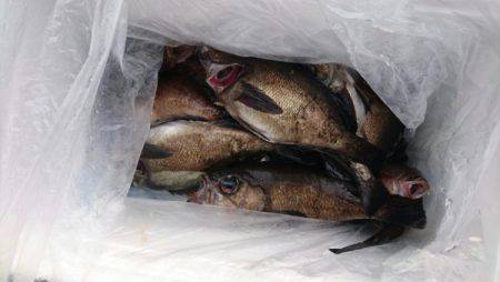 オーフリー 釣果