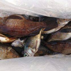 オーフリー 釣果