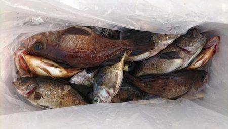 オーフリー 釣果