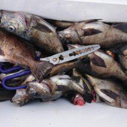 オーフリー 釣果