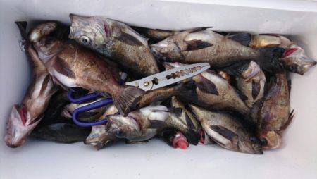 オーフリー 釣果