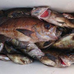 オーフリー 釣果