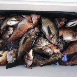 オーフリー 釣果